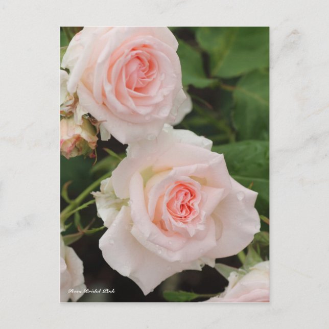 Rosa Bridal Pink Postkarte (Vorderseite)