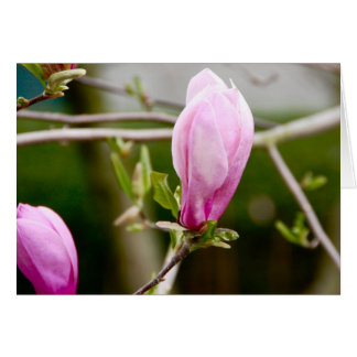 Rosa Buds