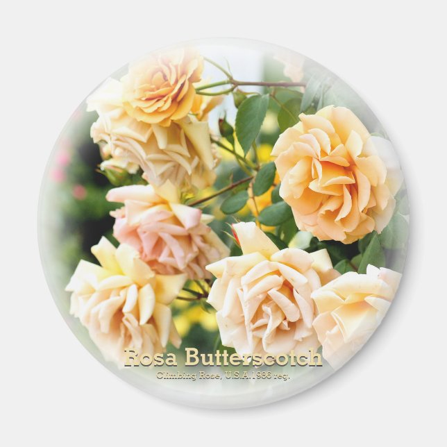 Rosa Butterscotch Magnet (Vorne)