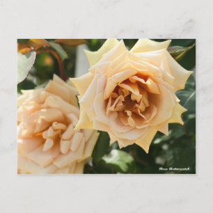 Rosa Butterscotch Postkarte