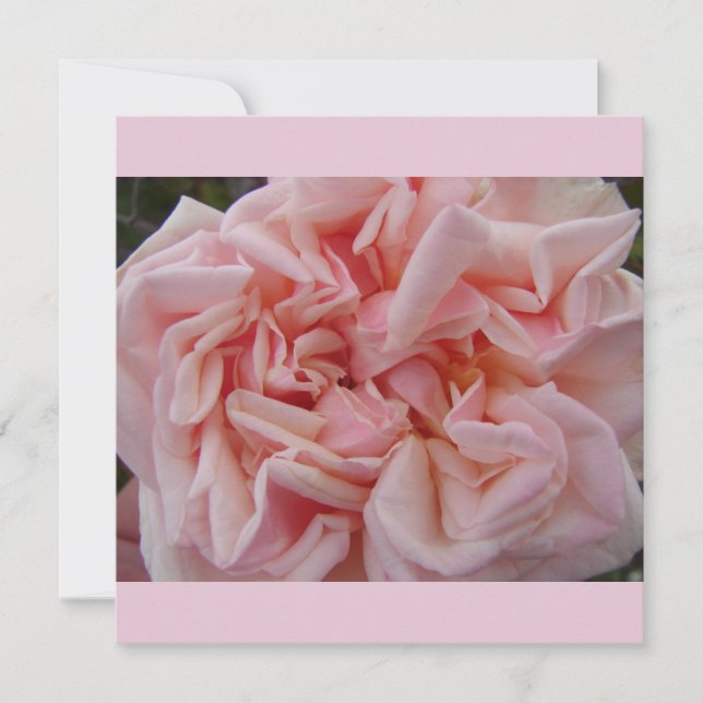 Rosa Cabbage Rose Vintage Blume Blumenkarte (Vorderseite)