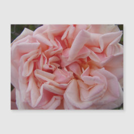 Rosa Cabbage Rose Vintage Blume Blumenmagnet Magnetkarte