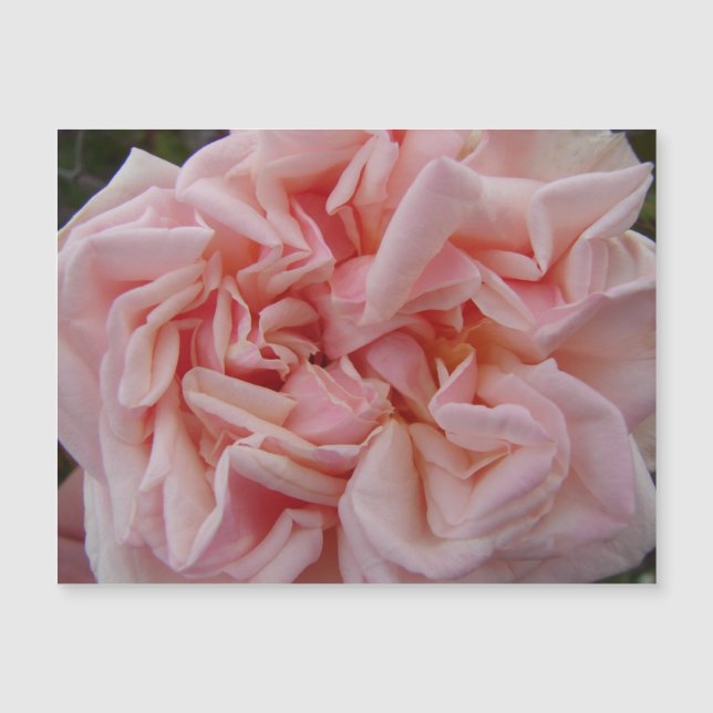 Rosa Cabbage Rose Vintage Blume Blumenmagnet Magnetkarte (Vorderseite)