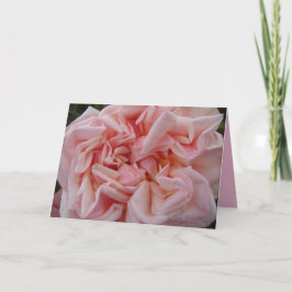 Rosa Cabbage Rose Vintage Blume Geburtstagskarte Karte