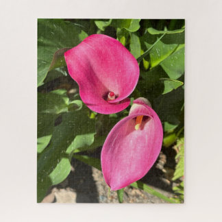 Rosa Calla-Lilie, San Mateo