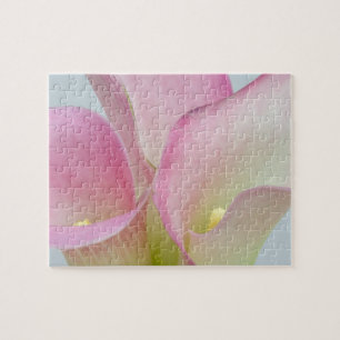 Rosa Calla-Lilien