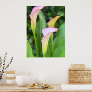 Rosa Calla Lilien Foto Wohngestaltung Poster