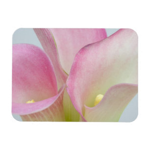 Rosa Calla-Lilien Magnet