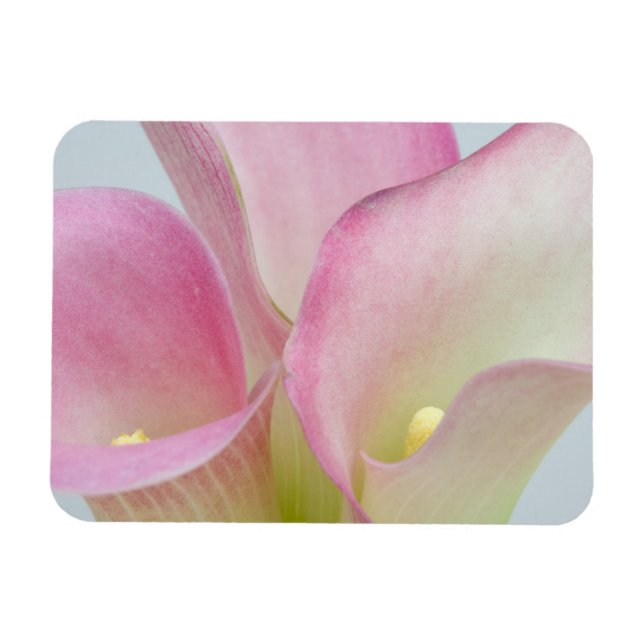 Rosa Calla-Lilien Magnet (Horizontal)