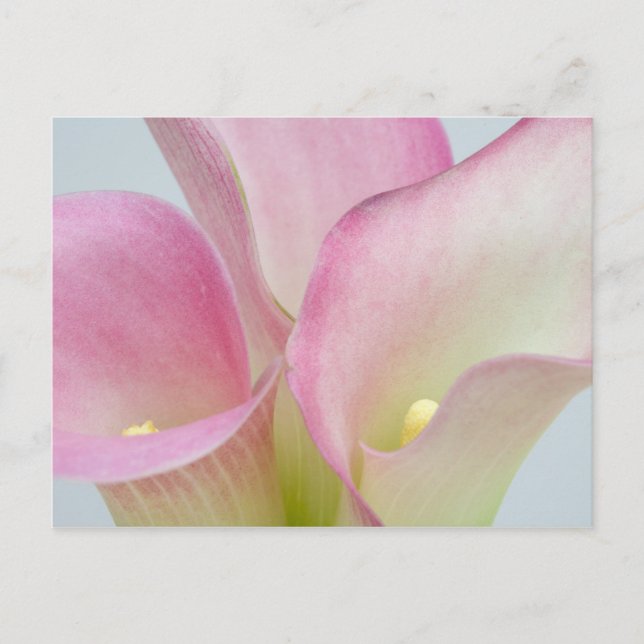 Rosa Calla-Lilien Postkarte (Vorderseite)