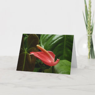 Rosa Calla Lily Piazza della Riforma Karte