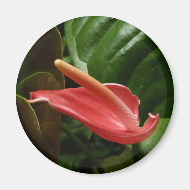 Rosa Calla Lily Piazza della Riforma Magnet (Vorne)
