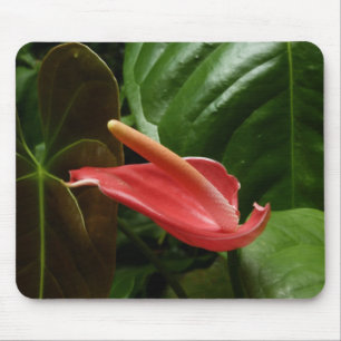 Rosa Calla Lily Piazza della Riforma Mousepad