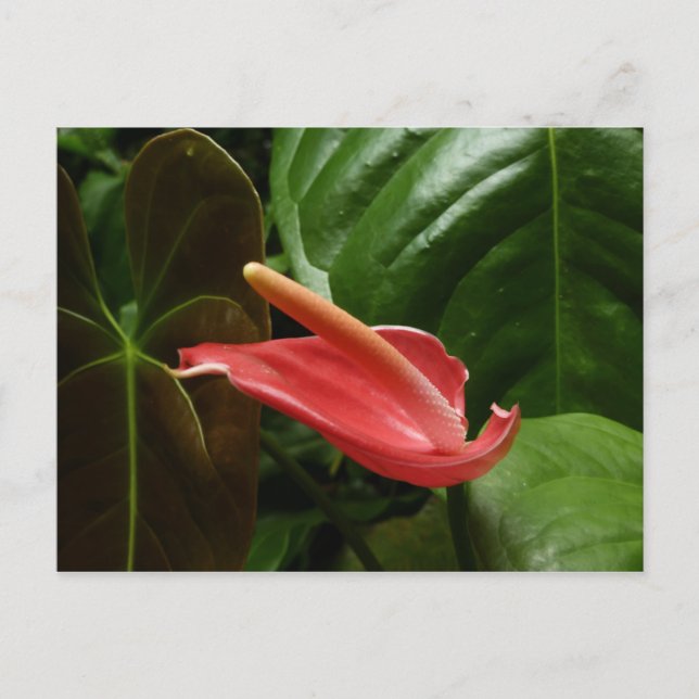 Rosa Calla Lily Piazza della Riforma Postkarte (Vorderseite)