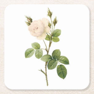 Rosa campanulata alba (Rosa campanulata alba) von  Rechteckiger Pappuntersetzer