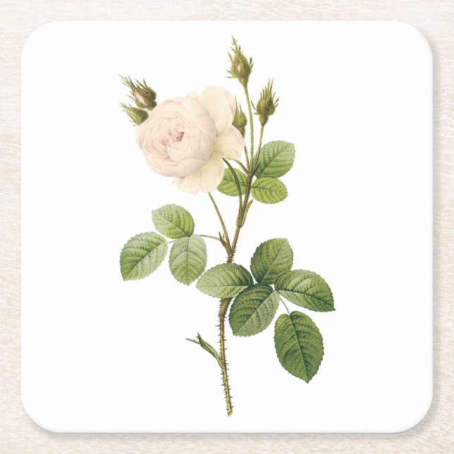 Rosa campanulata alba (Rosa campanulata alba) von  Rechteckiger Pappuntersetzer (Vorderseite)