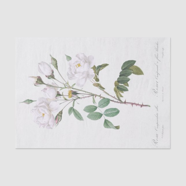 Rosa campanulata alba seidenpapier (Vorderseite)