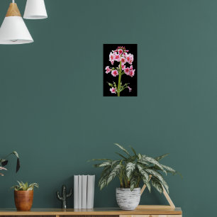 Rosa Candelabra-Primel auf schwarzer Blüte Poster