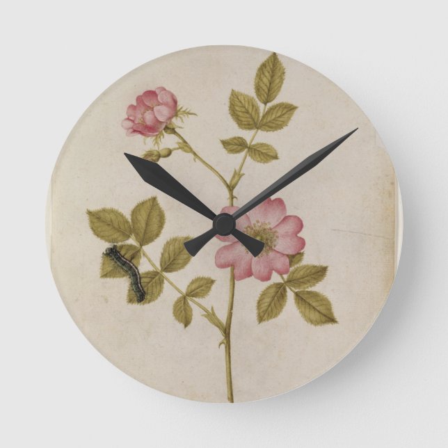 Rosa Canina - Dogrose and Caterpillar (pencil & w/ Runde Wanduhr (Vorderseite)