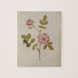 Rosa Canina - Dogrose und Raupe (Bleistift u. mit