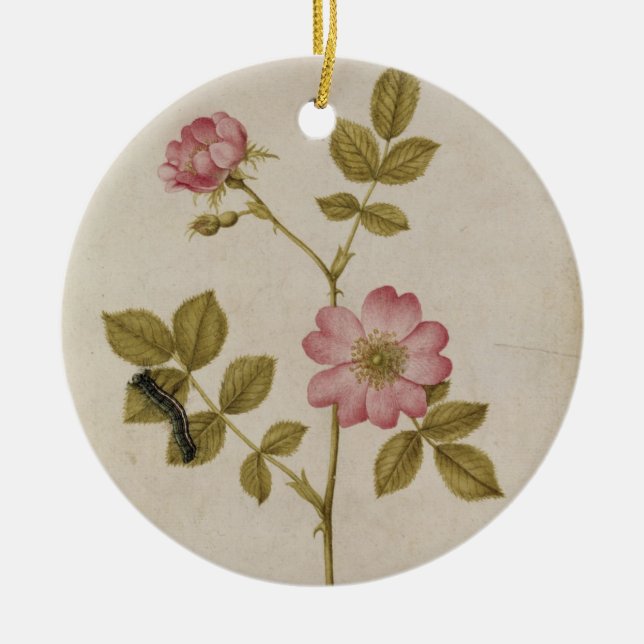 Rosa Canina - Dogrose und Raupe (Bleistift u. mit Keramikornament (Vorne)
