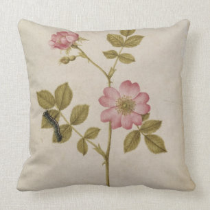 Rosa Canina - Dogrose und Raupe (Bleistift u. mit Kissen