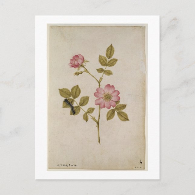 Rosa Canina - Dogrose und Raupe (Stift & Gewicht) Postkarte (Vorderseite)