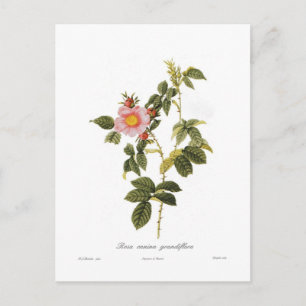 Rosa canina grandiflora postkarte