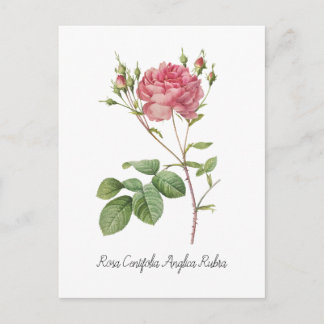 Rosa Centifolia Anglica Rubra (1817–1824) Postkarte