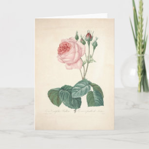 Rosa Centifolia Bullata par la carte de sympathie
