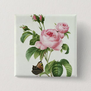 Rosa Centifolia Button
