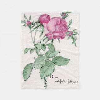 Rosa Centifolia Foliacea Fleecedecke