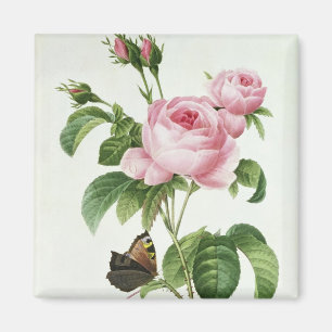 Rosa Centifolia Magnet