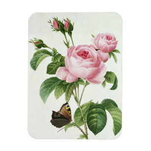 Rosa Centifolia Magnet