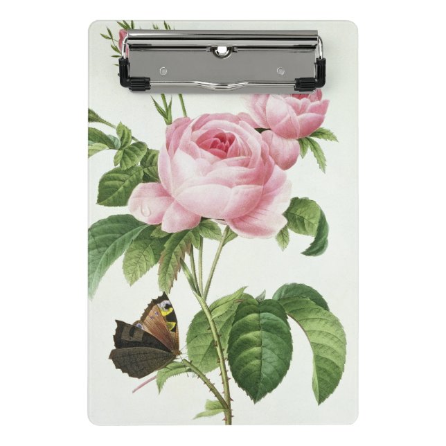 Rosa Centifolia Mini Klemmbrett (Vorderseite)