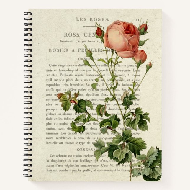 Rosa centifolia Notebook II Notizbuch (Vorderseite)
