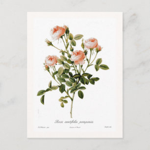Rosa centifolia pomponia postkarte