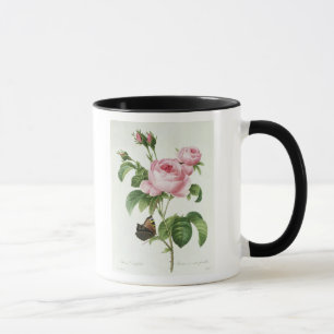 Rosa Centifolia Tasse