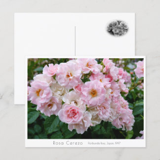 Rosa Cerezo Postkarte