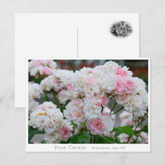 Rosa Cerezo Postkarte