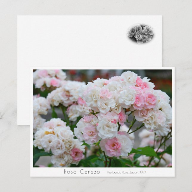 Rosa Cerezo Postkarte (Vorne/Hinten)