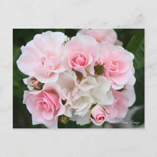 Rosa Cerezo [Postkarte] Postkarte (Vorderseite)