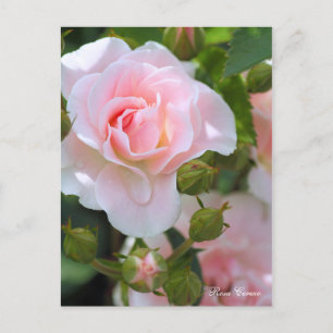 Rosa Cerezo [Postkarte] Postkarte