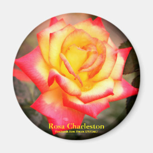 Rosa Charleston: Round Magnet