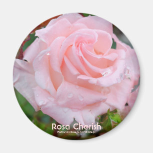 Rosa Cherish [Round Magnet] Magnet