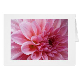 Rosa Chrysantheme-Karten