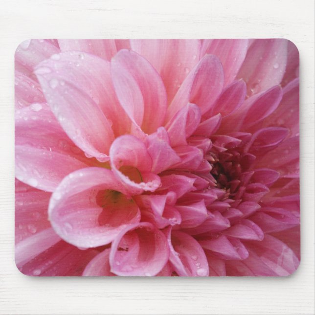Rosa Chrysantheme Mousepad (Vorne)