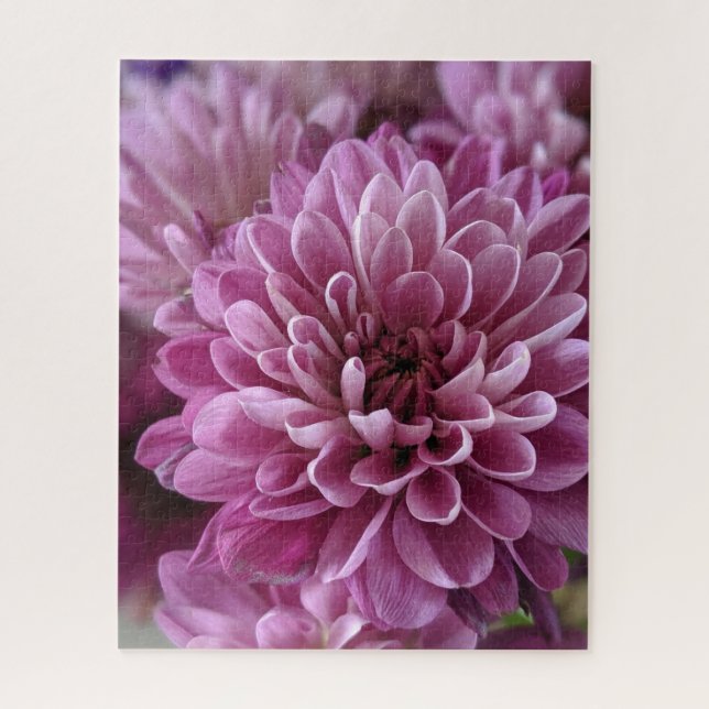 Rosa Chrysanthemen-Blütenfoto (Vertikal)