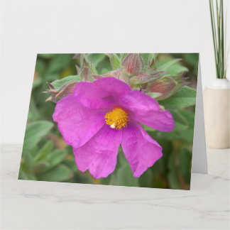 Rosa Cistus Rock Rose Blume Karte