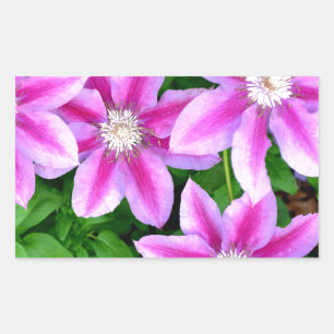 Rosa Clematis und Oregano Rechteckiger Aufkleber